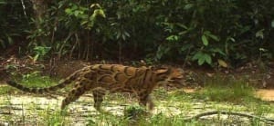 Vulnerable Clouded Leopard caught on camera trap iduring day n Cambodia Cardamom Rainforest Wildlife Alliance
