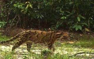 Vulnerable Clouded Leopard caught on camera trap iduring day n Cambodia Cardamom Rainforest Wildlife Alliance