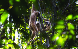 Primate Pileated Gibbon baby first birthday at Angkor Wat landscape release program Wildlife Alliance Apsara Authority Forestry Administration Cambodia. Credit: Jeremy Holden