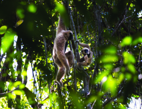 Bringing back Angkor’s wild side