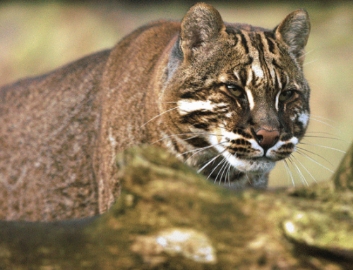 Asian Golden Cat