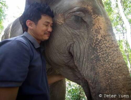 Forget the loneliest elephant, meet the luckiest elephant in the world!