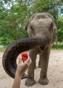 Lucky loves watermelon in exchange for her painting skills