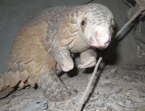 World Pangolin Day 2017