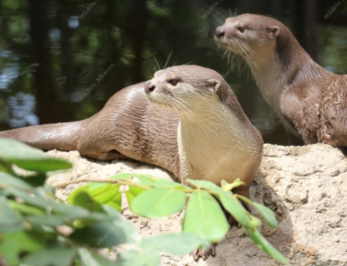 Waterfall for World Otter Day 2017