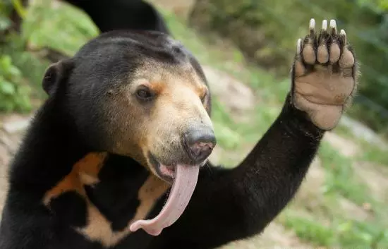 sun-bear-Cambodia.jpg