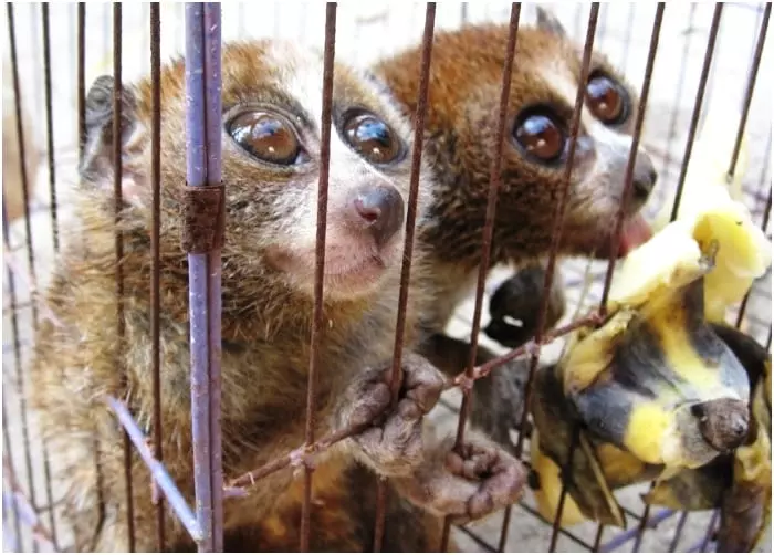 Endangered Slow Loris for sale at a market in Cambodia before Wildlife Rapid Rescue Team rescue 