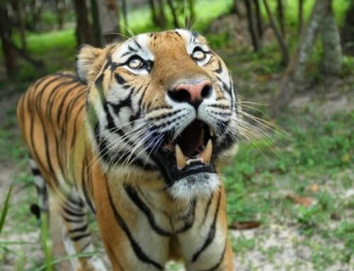 Tiger close up – Camera trap @ Phnom Tamao Wildlife Rescue Center