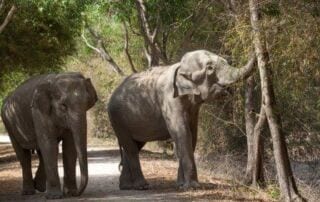 Lucky the elephant browses for food on her walks around Phnom Tamao Wildlife Rescue Centre