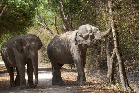 Lucky the elephant browses for food on her walks around Phnom Tamao Wildlife Rescue Centre