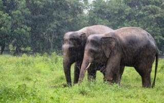 Chhouk and Lucky playing together in the rain!