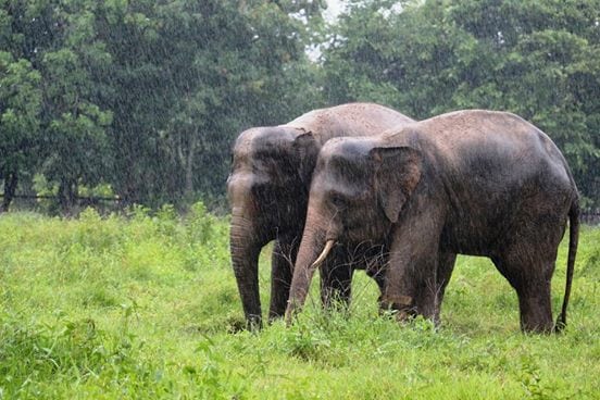 Chhouk and Lucky playing together in the rain!