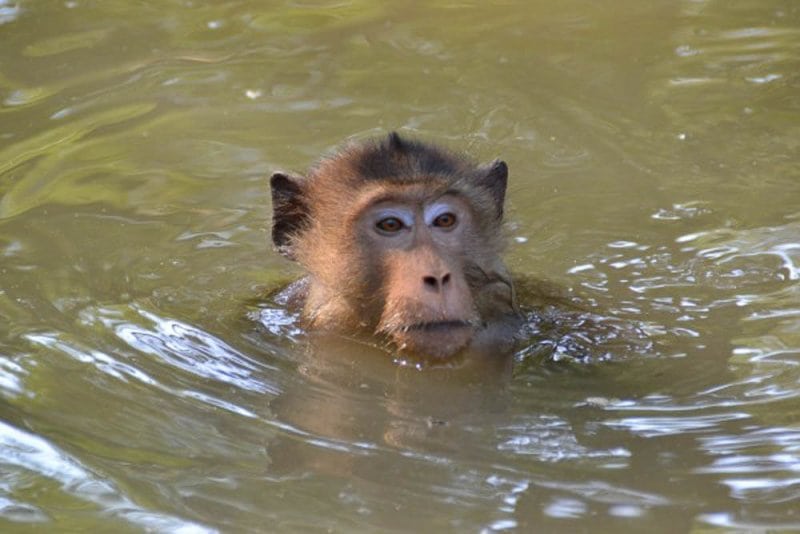 Close Encounters with Long Tailed Macaque - Wildlife Alliance