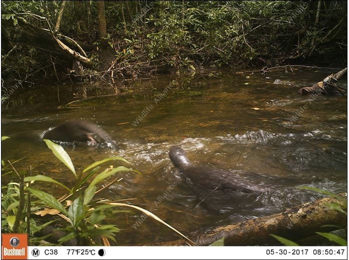 Smooth Coated Otter