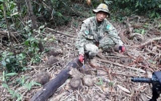 Asian Elephant dung Cardamom Forest