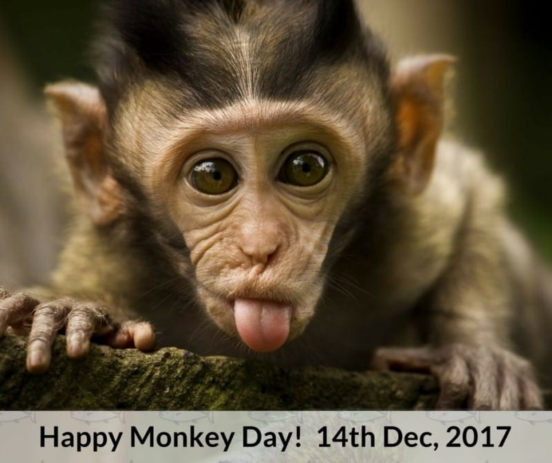 December 14 2022 Happy International Monkey Day  