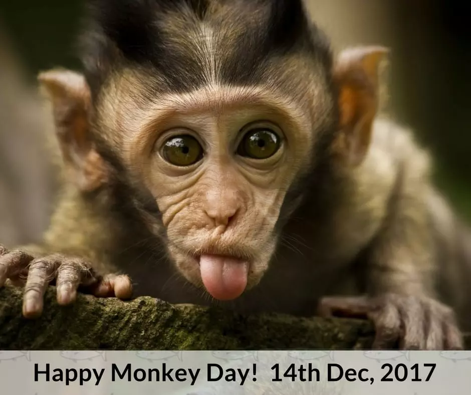 MONKEY DAY - December 14, 2023 - National Today