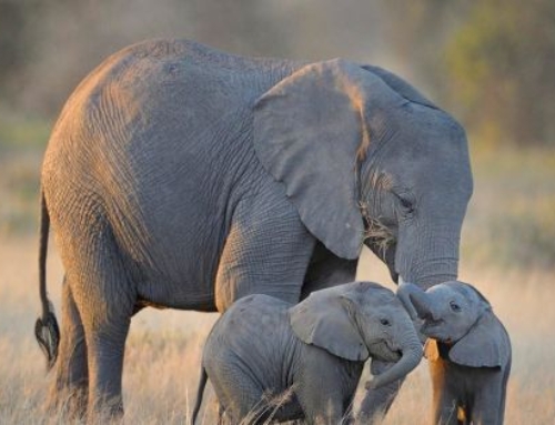Tell the EU: ban ivory!