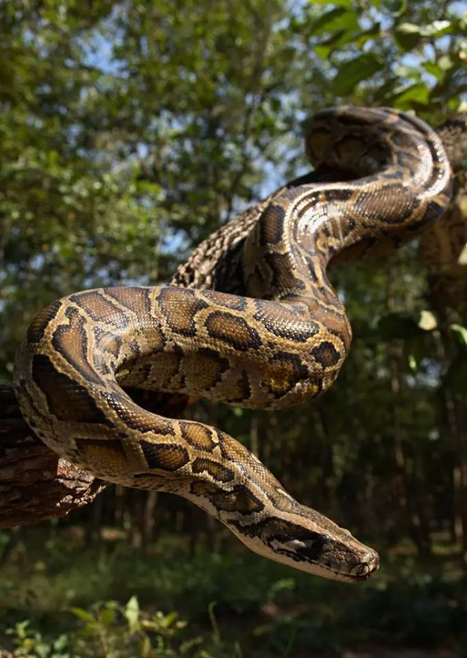 What Is the Biggest Snake in the World?