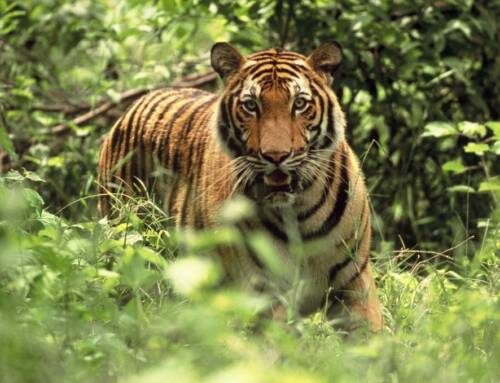 Bringing tigers back to Cambodia