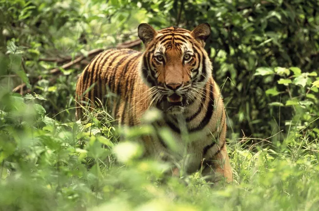 tiger of tourism