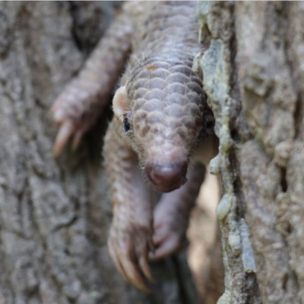 Say hi to a newborn baby pangolin in Cambodia Wildlife Alliance