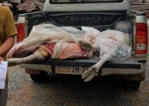 2018.03.23 – Rangers catch Endangered Banteng Hunter 2 crop – Chambak Station