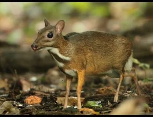 Monitoring tropical forest ungulates using camera-trap data