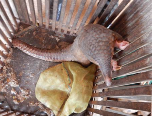 Investigation leads to the rescue and release of three pangolins
