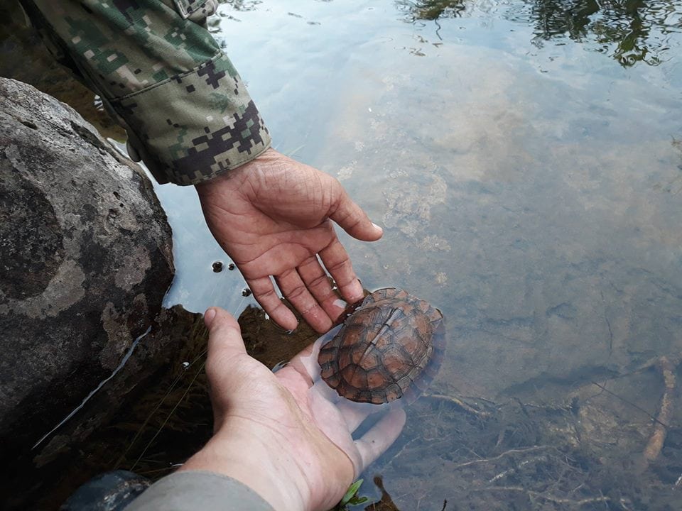 One turtle at the time Wildlife Alliance rangers