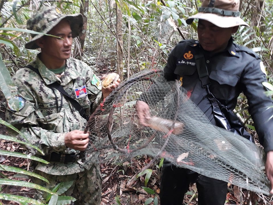Turtles cought in trap