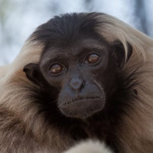 Endangered-species-day-Gibbon