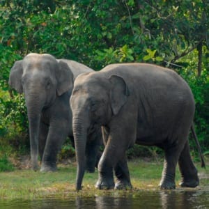 Endangered-species-day-elephant