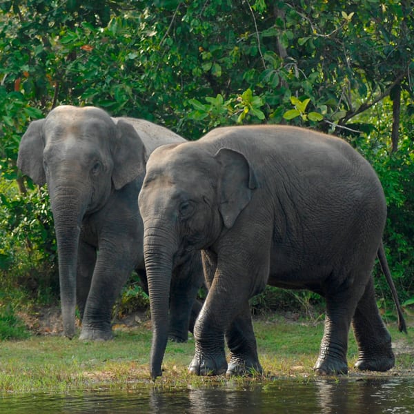 Endangered-species-day-elephant