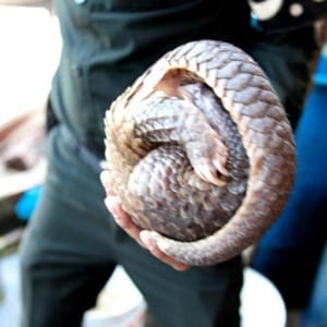 Ranger holding pangolin 1 square