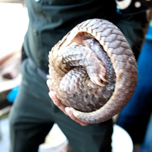 Ranger holding pangolin 1 square