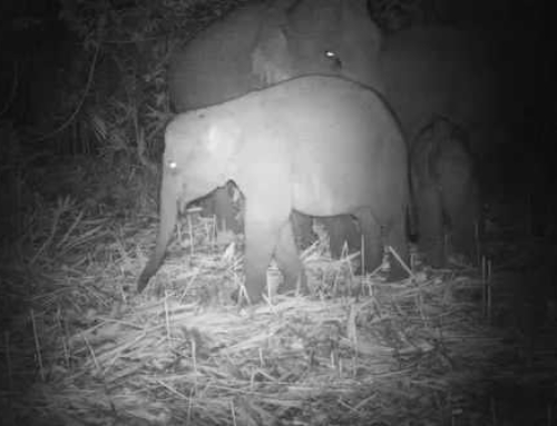 Large group of wild Asian elephants