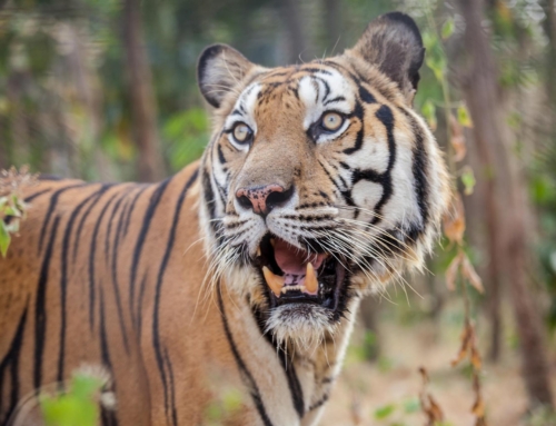 Global Tiger Day 2019