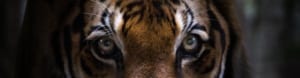 Tiger eyes