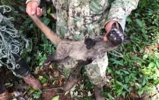 A civet cat held by a park ranger in Cambodia that has been killed by the cruel Kopi Luwak coffee trade