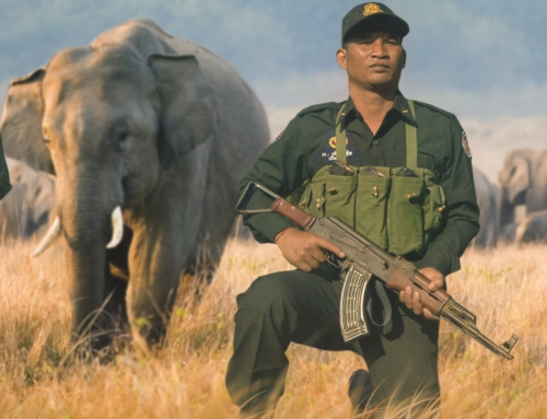 World Elephant Day 2018