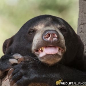 Meet rescued Sun Bear Michah who lives at the Wildlife Release Station in the Cardamom Rainforest in Cambodia