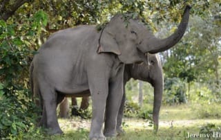 Elephant Trunks crop