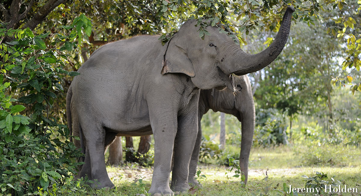 Elephant Trunks crop