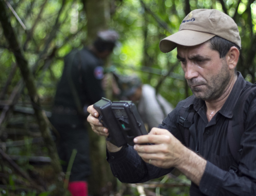 Clouded Leopard – Camera trap