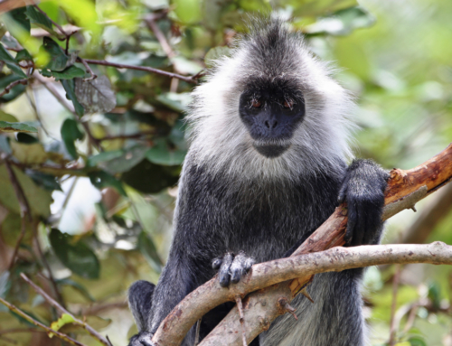 Silvery lutung – Camera trap