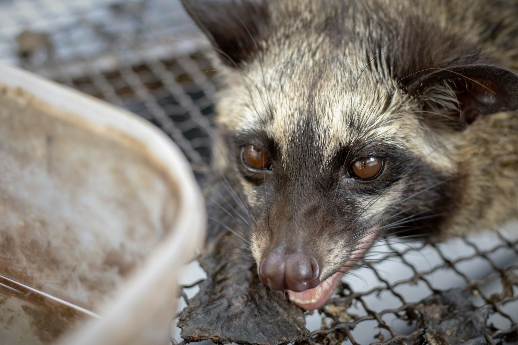 What You Need to Know about Civet Coffee 