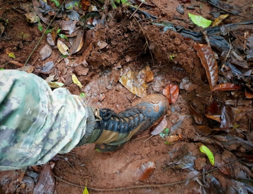 Elephant Monitoring