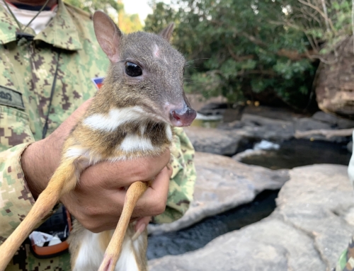 Rangers rescue the smallest deer in the world from a poacher