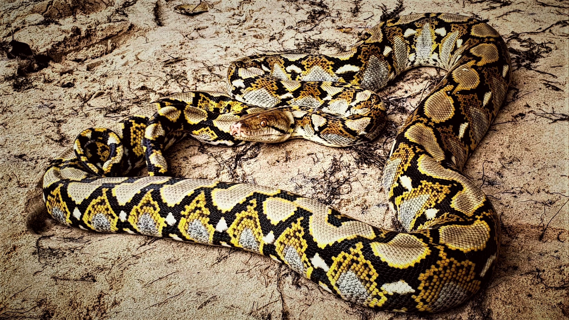 The largest snake native to Asia - Wildlife Alliance The largest snake native to Asia - Wildlife Alliance